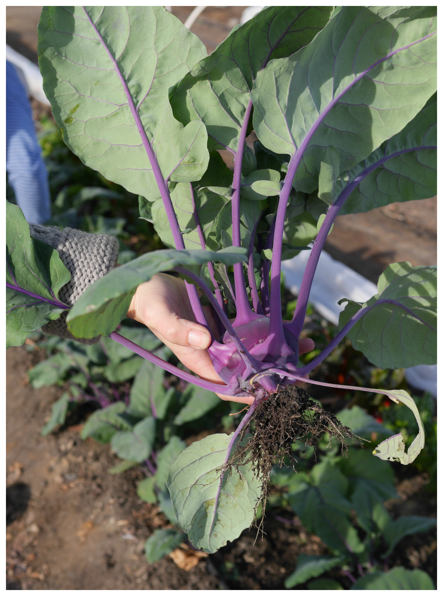 Kohlrabi - Faultline Farm, 29 Palms Inn