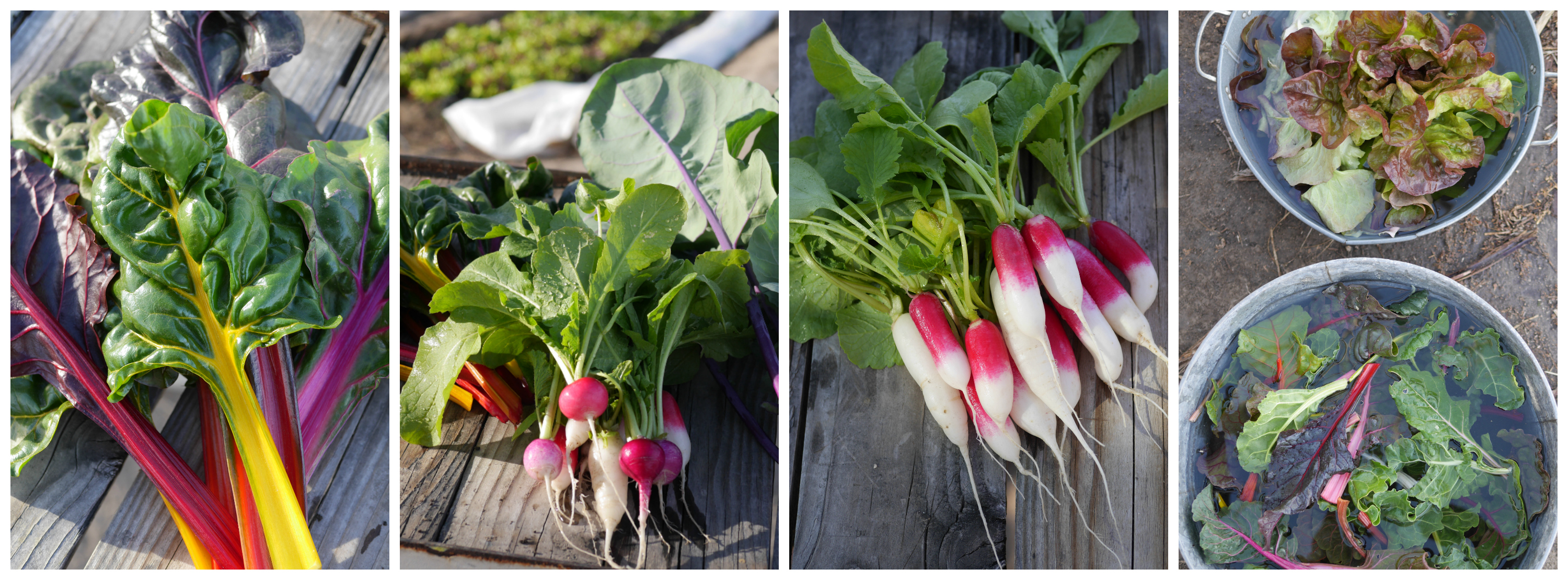 Cool weather crops - Faultline Farm, 29 Palms Inn 